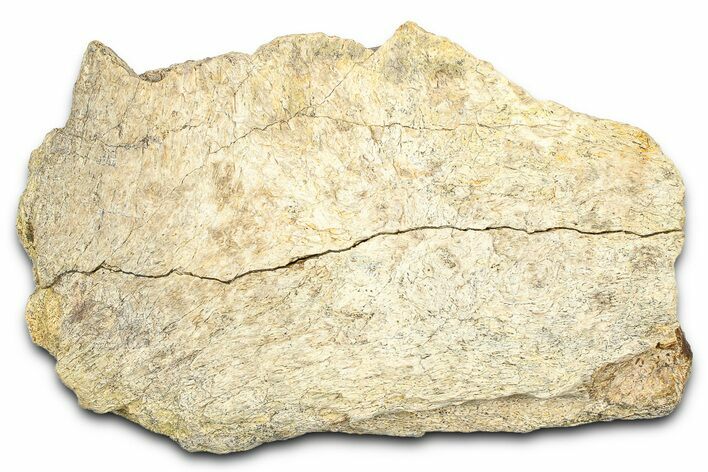 Dinosaur (Triceratops) Frill Shield Section - Wyoming #371526